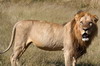Parc de Moremi (Botswana) - Lion