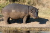 Parc de Moremi (Botswana) - Hippopotame