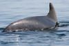 Iles Ballestas (Pérou) - Dos et aileron de dauphin