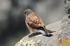 Faucon crécerelle (Falco tinnunculus) - Iles Canaries