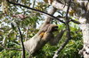 Paresseux à gorge brune (Bradypus variegatus) - Panama