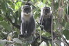 Sykes's Monkey (Cercopithecus albogularis) - Kenya