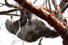 Hoffmann's Two-toed Sloth (Choloepus hoffmanni) - Panama