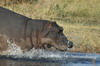 Parc de Moremi (Botswana) - Hippopotame retournant à la rivière Khwai