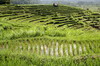 Tirtagangga (Bali) (Indonésie) - Amphithéâtre de rizières