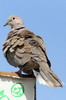 Eurasian Collared-dove (Streptopelia decaocto) - Canary Islands
