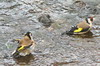 European Goldfinch (Carduelis carduelis) - Madeira
