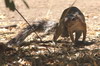 Unstriped Ground Squirrel (Xerus rutilus) - Kenya